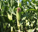 corn in mid-August at the Kellogg Biological Station LTER site.