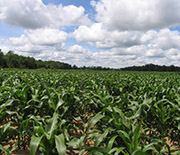 A Michigan corn field near the Kellogg Biological Station LTER site.