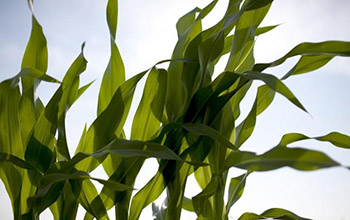 Study finds rising ozone a hidden threat to corn