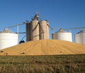 Photo of silos with pile of corn in the foreground.