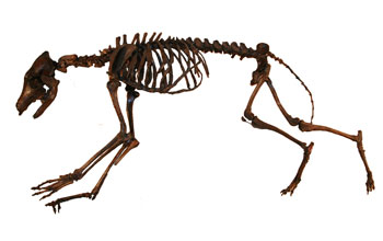 Photo showing a composite skeleton of a fossil coyote at the UC-Museum of Paleontology.