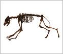 Photo showing a composite skeleton of a fossil coyote at the UC-Museum of Paleontology.