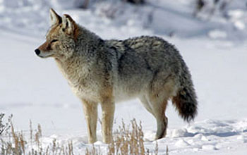 Photo of a coyote of today roaming the wintry wilderness.