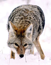 Photo showing a coyote on-the-hunt.