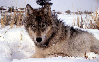 Photo of a gray wolf.