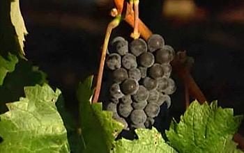 Grapes hanging from a vine