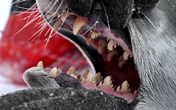 Serrated teeth of a crabeater seal