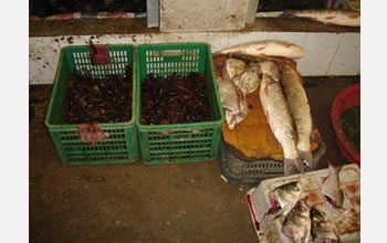 Photo of exotic Louisiana crayfish for sale in a Chinese fish market.