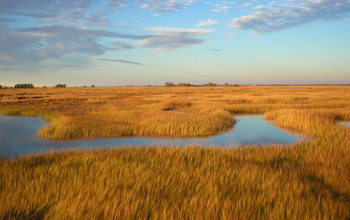 Salt marsh  with a tidal creek at NSF's Plum Island Ecosystems LTER site in Massachusetts.