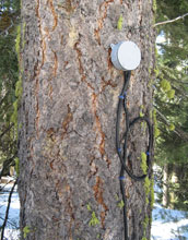 Photo of a sap-flux meter monitoring a Critical Zone Tree.