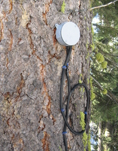 A sap-flux meter monitors a tree in the critical zone.