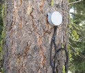 A sap-flux meter monitors a tree in the critical zone.
