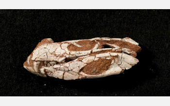 Left-lateral view of the skull of Pakasuchus kapilimai within original red sandstone matrix.