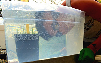 UCR student Sean Cabanlit collecting tissue samples from rice roots