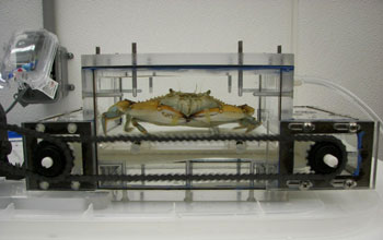 a crab walking on a specially built treadmill while its vital signs are monitored.
