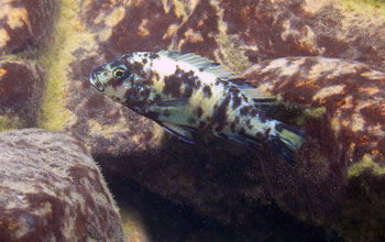 Photo of a female orange blotch morph cichlid fish swimming near Nankoma Island, Malawi.