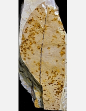 This fossil legume leaf from the Paleocene-Eocene Thermal Maximum shows examples of galls.