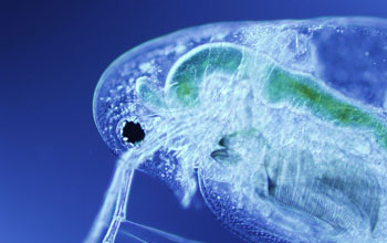 a Daphnia in the early stages of infection by a virulent yeast parasite.