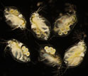 six Daphnia dentifera individuals where upper right and center bottom are uninfected.