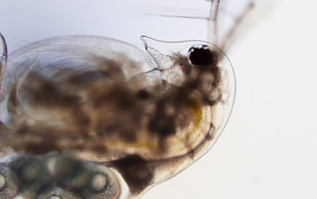 a Daphnia dentifera almost completely infected with a virulent yeast parasite.