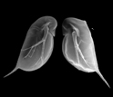 two juvenile Daphnia with and without defensive neckteeth.