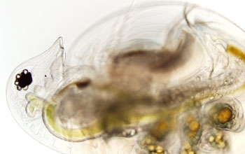 a healthy Daphnia dentifera individual with gold and green embryos on her back.