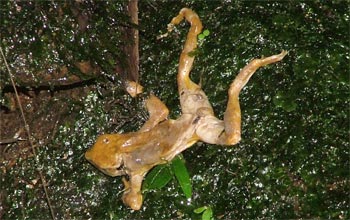 A dead golden frog decomposes on a mossy boulder in El Cope, Panama.