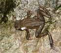 White poison oozes from the glands of this dead toad in a stream in El Cope, Panama.