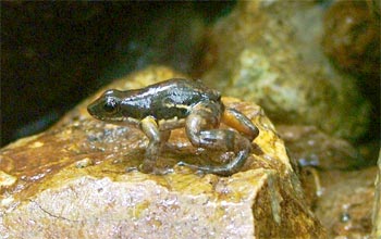 A rocket frog is dying near a stream in El Cope, Panama.