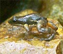 A rocket frog is dying near a stream in El Cope, Panama.