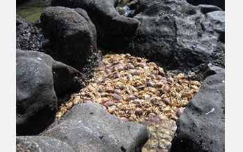 Photo of a pile of beached crabs that suffocated in a dead zone.