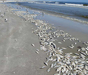 Dead fish line southwest Florida beaches, the result of red tide.