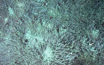 Photo of limpets brought up topside.