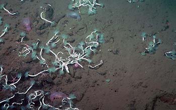 serpulid worms on the seafloor