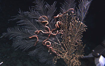 Photo of a sea fan with anemone and brittle starfish in the deep Gulf of Mexico.