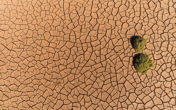 Aerial view of trees and cracked earth in Death Valley, California.