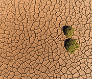 Aerial view of trees and cracked earth in Death Valley, California.