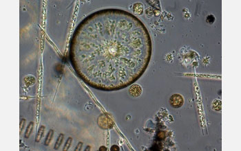 Micrograph of diatoms from Puget Sound, Washington.