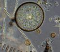 Micrograph of diatoms from Puget Sound, Washington.