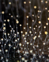 the social amoeba Dictyostelium discoideum.