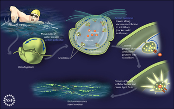Illustration showing how a flash of light is emitted when a dinoflagellate is mechanically agitated.