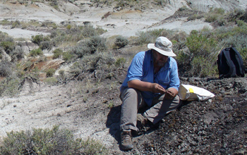 Scientist collects a sample from a coal bed near the dinosaur extinction level.