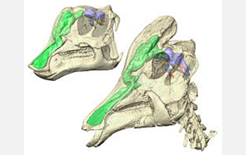 CT scan reconstructions of Corythosaurus; the nasal cavity is green, and the brain purple.