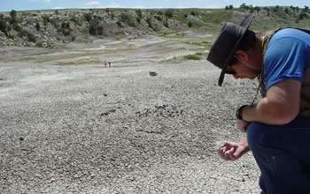Photo of a scientist inspecting a find in Como Bluff Quarry sediments.