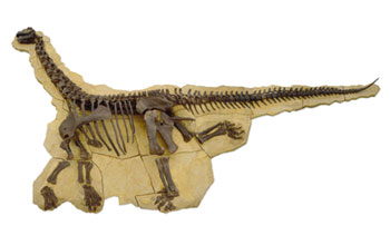 Sideview of a Camarasaurus skeleton in sandstone from the Howe Ranch, Wyoming.