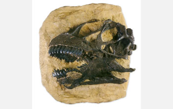 Photo of a Camarasaurus skull with many spatulate teeth.
