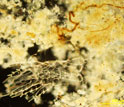 Photo showing a pathogen in marine snow.