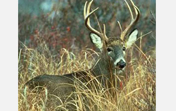 Photo of a deer.