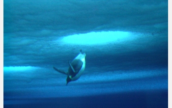 An Emperor penguin dives through a hole into the water below the McMurdo Sound sea ice.