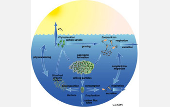 Multimedia Gallery - Marine scientists have discovered 'chemoattraction